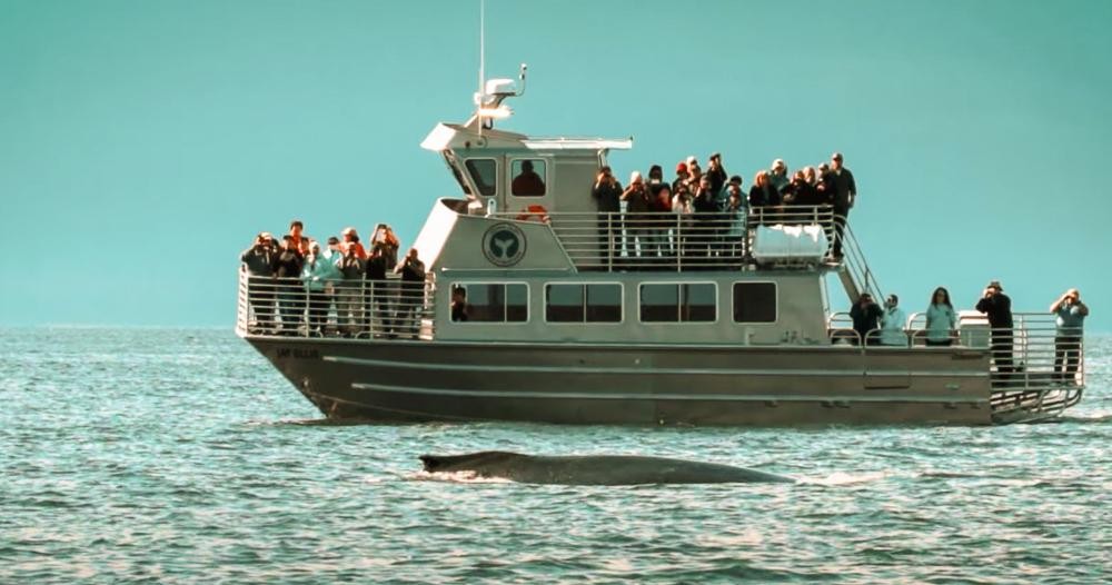 Alaska Tales | Small Boat Whale Watching Tours in… | ALASKA.ORG